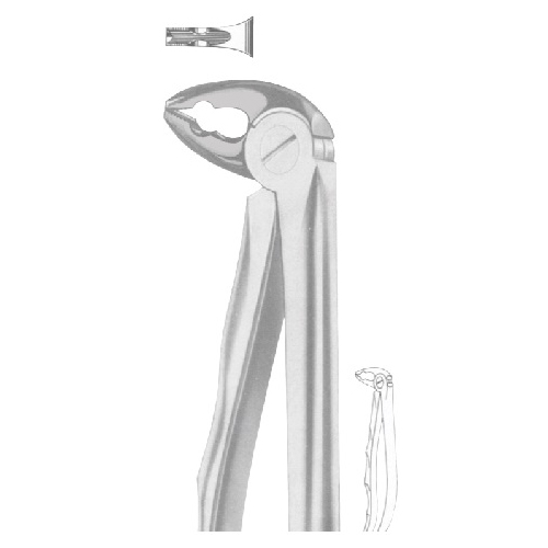 Pedo Extraction Forcep English Pattern Squared Beacks Anatomic Handle,Lower Teeth