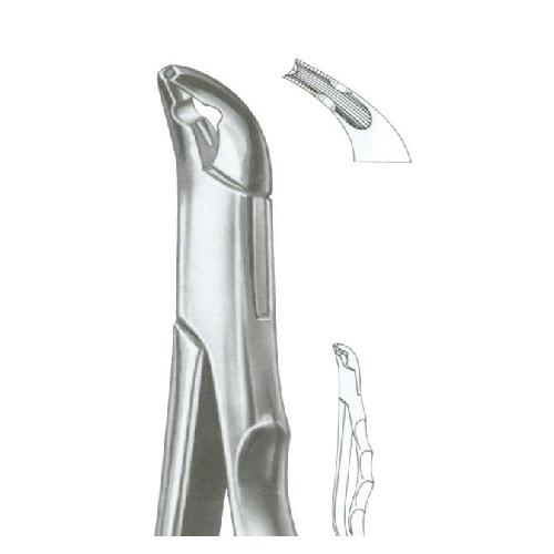 Pedo Extraction Forcep Squared Beacks American Pattern Anatomic Handle,Lower Teeth