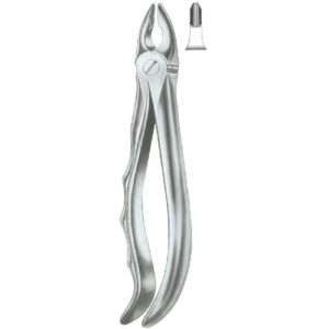 Extraction Forcep English Pattern Smooth Anatomic Handle Squared Beaks Upper Centrals & Canines